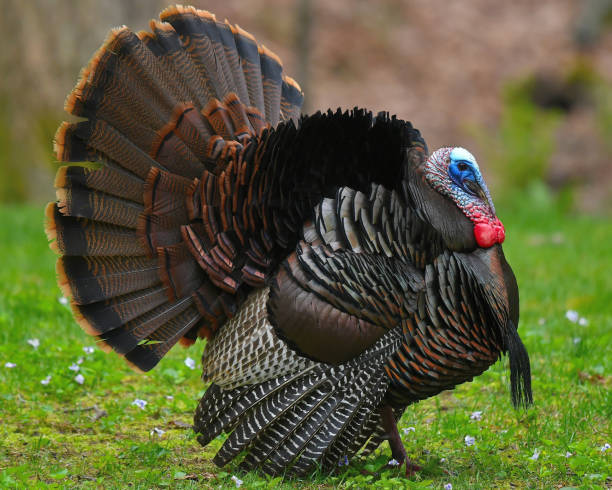 Wild turkey celebrates spring stock photo