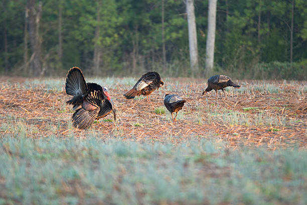 Wild Turkey In Field With Hens, Happy Thanksgiving! stock photo