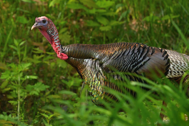 Wild turkey in the New England jungle stock photo