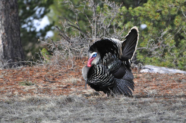 Wild turkey male tom gobbler stock photo