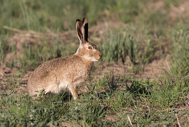 A wild white tailed jack rabbit sits in and eats the green grass on the Pawnee National Grasslands on the north-eastern plains of Colorado.