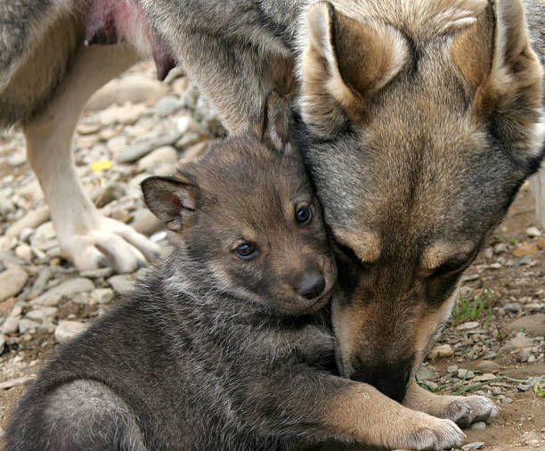 wild wolf and her puppies. - grijze wolf stockfoto's en -beelden