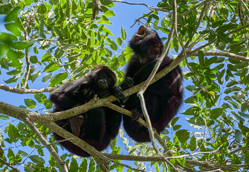 Wild Yucatan black howler monkey in the Mountain Pine Ridge Forest Reserve in the Caribbean Nation of Belize