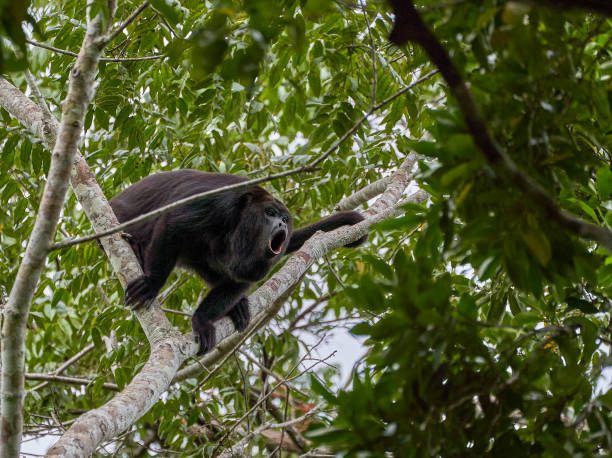 Wild Yucatan Black Howler Monkey in the Mountain Pine Ridge Forest Reserve in the Caribbean Nation of Belize stock photo