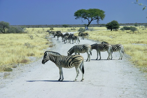 The wavy lines of a zebra are as simple pattern-camouflage, much like the type the military uses in its fatigue design­. If a zebra is standing still in matching surroundings, a lion may overlook it completely.