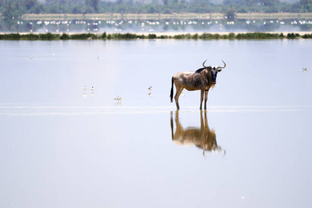 Wildebeest and its reflection looking at the camera over the waters of the Musiara swamp with birds on the sides and flamingos in the background in the Masai Mara nature reserve in Kenya, Africa stock photo
