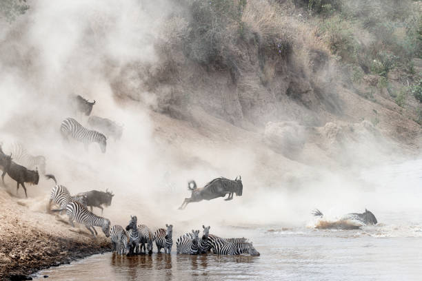 Wildebeest and Zebra Mara River Crossing Dramatic photo herds of zebra and wildebeest leaping into the Mara River in Kenya, Africa during migration season animal migration stock pictures, royalty-free photos & images