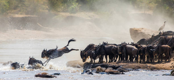 Wildebeest jumping into Mara River. stock photo