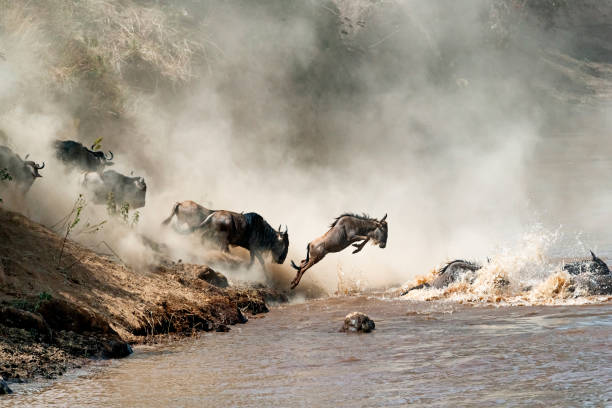 Wildebeest Leaping in Mid-Air Over Mara River Migrating wildebeest in mid-air leaping into the dangerous Mara River with dusty dramatic background animal migration stock pictures, royalty-free photos & images