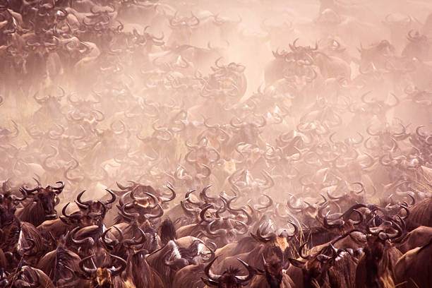 Wildebeest migration stock photo