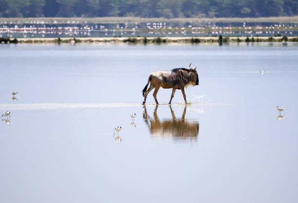 Wildebeest walking on the waters of the Musiara swamp creating a reflection with birds on the sides and flamingos in the background in the Masai Mara nature reserve in Kenya, Africa stock photo