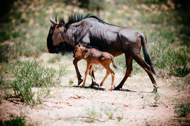 Wildebeest with calf stock photo