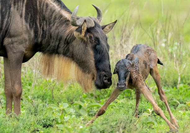 Wildebeest with Newborn Calf stock photo