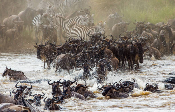 Wildebeests are crossing Mara river. stock photo