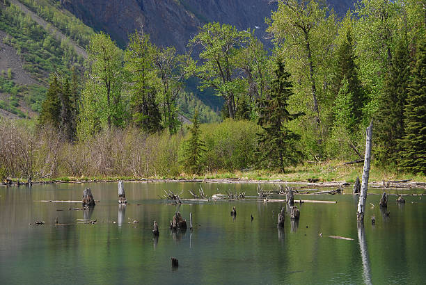 Wilderness Beaver Pond stock photo