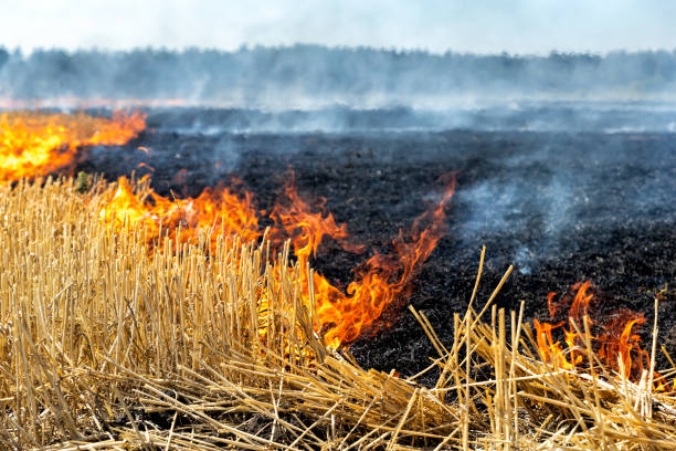 Wildfire on wheat field stubble after harvesting near forest. Burning dry grass meadow due arid climate change hot weather and evironmental pollution. Soil enrichment with natural ash fertilizer stock photo
