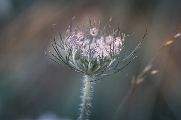 Wildflower Close-Up stock photo