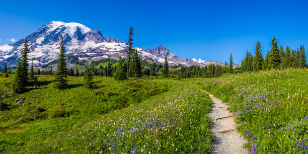Wildflowers at Mount Rainier National Park Wildflowers at Mount Rainier National Park mt rainier stock pictures, royalty-free photos & images