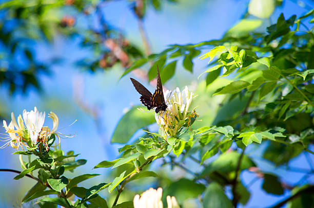 Wildflowers & Black Butterfly stock photo