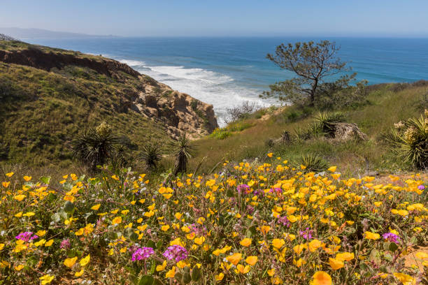 Wildflowers blooming next to the Pacific Ocean in Torrey Pines - San Diego, California stock photo