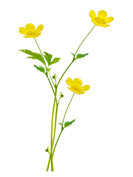 Photo of wildflowers buttercup isolated on white background.