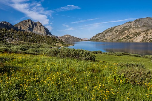 Wildflowers by Duck Lake in Sierra Nevada mountains along Pike Lake trail, Mammoth Lakes region, California