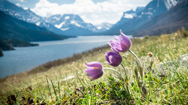 Wildflowers (harebells) closeup with lake and mountains in backdrop shot in Waterton National Park, Alberta, Canada alpine climate stock pictures, royalty-free photos & images