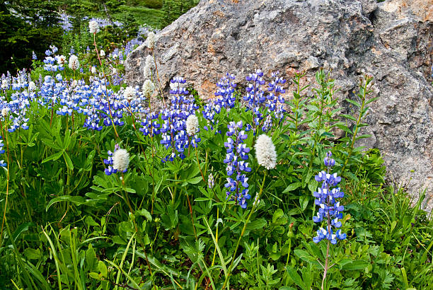 Wildflowers Growing Next to a Glacial Erratic For a few weeks every year, the meadows of Mount Rainier are filled with an amazing variety of wildflowers. The earliest blooms come as the last of the winter snow is melting. Depending on elevation, summer weather and the amount of snow, the blooming season can be July through September. This photograph was taken in late September at Paradise Meadows in Mount Rainier National Park, Washington State, USA. jeff goulden mount rainier national park stock pictures, royalty-free photos & images