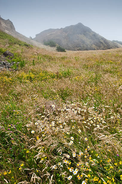 Wildflowers in a Meadow at Yaquina Head Yaquina Head is a headland extending into the Pacific Ocean on the Oregon Coast. It is managed as a natural area by the United States Bureau of Land Management. In 1980 the United States Congress named the 95 acre headland as an Outstanding Natural Area. The area consists of conifer forests, grassland meadows, bluffs and beaches. At the far end of the headland is the Yaquina Head Lighthouse. This picture is one of the meadows of wildflowers and grasses photographed on a foggy day. Yaquina Head Outstanding Natural Area is near Newport, Oregon, USA. jeff goulden oregon coast stock pictures, royalty-free photos & images