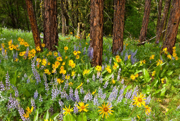 Wildflowers in a Ponderosa Pine Forest The Pondersosa Pine forests on the east slope of the Cascade Range thrive in a region of very little precipitation that primarily falls in the winter as snow. After the snow has melted, an abundant array of wildflowers grow in the open areas between the trees. This magnificent meadow of Lupine and Arrowleaf Balsamroot was found in Ainsley Canyon near the town of Thorp, Washington State, USA. jeff goulden wildflower stock pictures, royalty-free photos & images