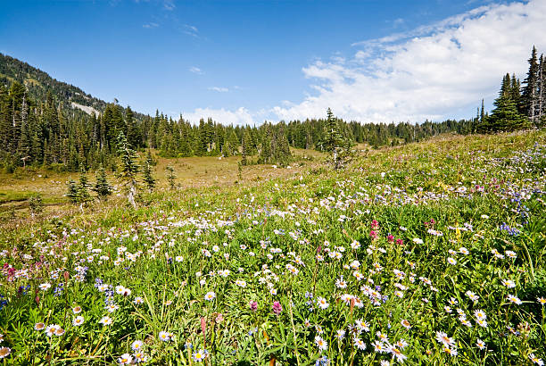 Wildflowers in an Alpine Meadow For a few weeks every year, the meadows of Mount Rainier are filled with an amazing variety of wildflowers. The earliest blooms come as the last of the winter snow is melting. Depending on elevation, summer weather and the amount of snow, the blooming season can be July through September. This photograph was taken in September at Spray Park in Mount Rainier National Park, Washington State, USA. jeff goulden wildflower stock pictures, royalty-free photos & images