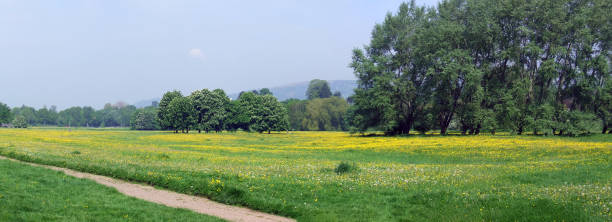 Wildflowers in bloom, Castle Meadows, Abergavenny, Monmouthshire, Wales stock photo