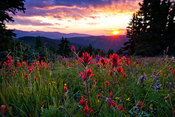 Bunga liar di Mountain Meadow at Sunset - Pemandangan indah di padang rumput gunung yang tinggi dengan pemandangan gunung saat matahari terbenam dengan cahaya hangat. Colorado, Amerika Serikat.