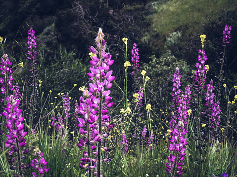 la violette - jardin anglais