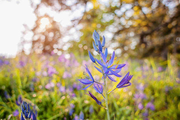 Wildflowers in Victoria, BC stock photo