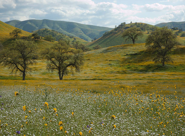 Wildflowers Oak Trees and Rolling Hills in California stock photo
