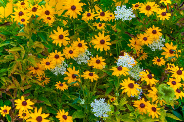 Wildflowers-Black Eyed Susan-Howard County, Indiana stock photo
