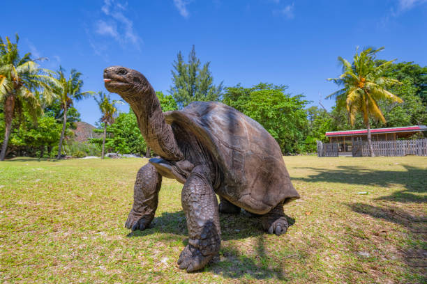 wildlife aldabra riesenschildkröte (aldabrachelys gigantea) auf der schildkröteninsel curious , seychellen insel - praslin fotos stock-fotos und bilder