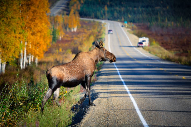 Wildlife crossing the highway stock photo