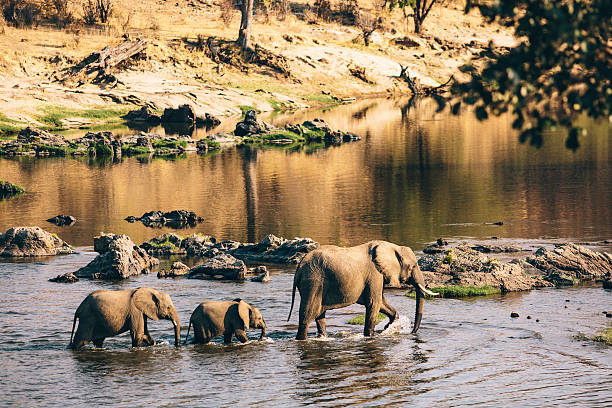 Wildlife elephants in Tanzania. Wildlife elephants in Tanzania. tanzania photos stock pictures, royalty-free photos & images