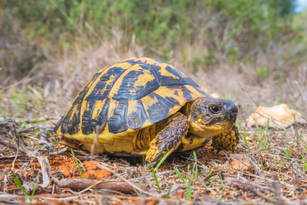 Wildlife Hermann's tortoise ( Testudo hermanni ) on Balearic Island Majorca - Spain stock photo