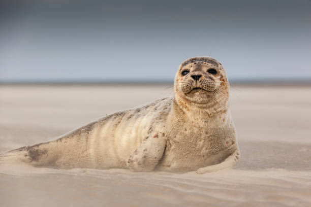 Wildlife with Seal on German island  of Langeoog stock photo