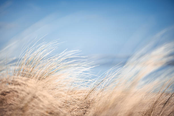 Wilhelmshaven beach and sea Dune landscape and beach oats in Wilhelmshaven. coastal feature photos stock pictures, royalty-free photos & images
