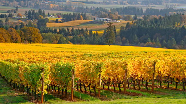 Willamette valley vineyard in autumn rows of grape vines in Autumn colors in the Willamette valley willamette valley stock pictures, royalty-free photos & images
