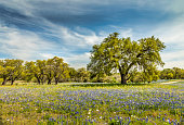 istock Willow city loop, Texan spring landscape with blue bonnets 1148241160