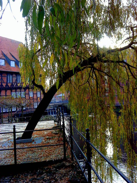 willow in Lüneburg Germany stock photo