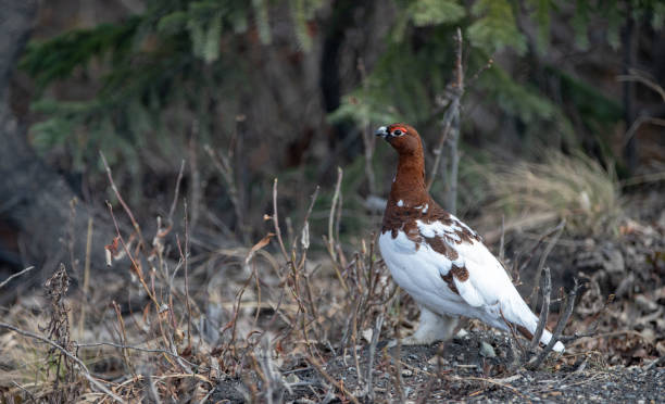 Willow Ptarmigan on the ground  in Denali National Park in Alaska United States stock photo