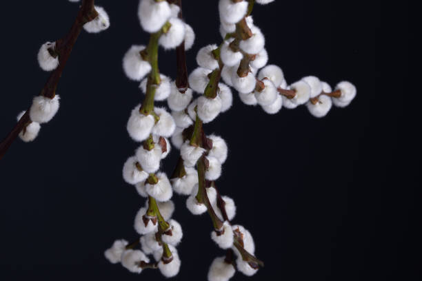 willow tree branches on black background. Macro shot of pussy willow.  easter sunday stock pictures, royalty-free photos & images