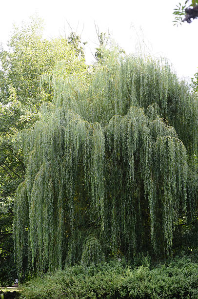 Willow Tree, stock photo
