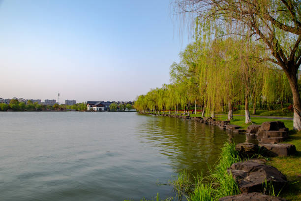Willow Trees by the Lake stock photo